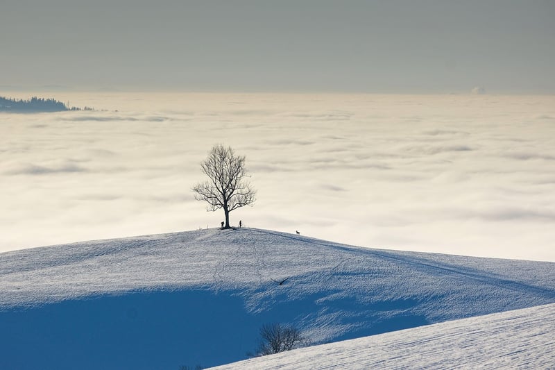 Whimsical Trip