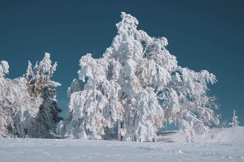 Magic in Nature