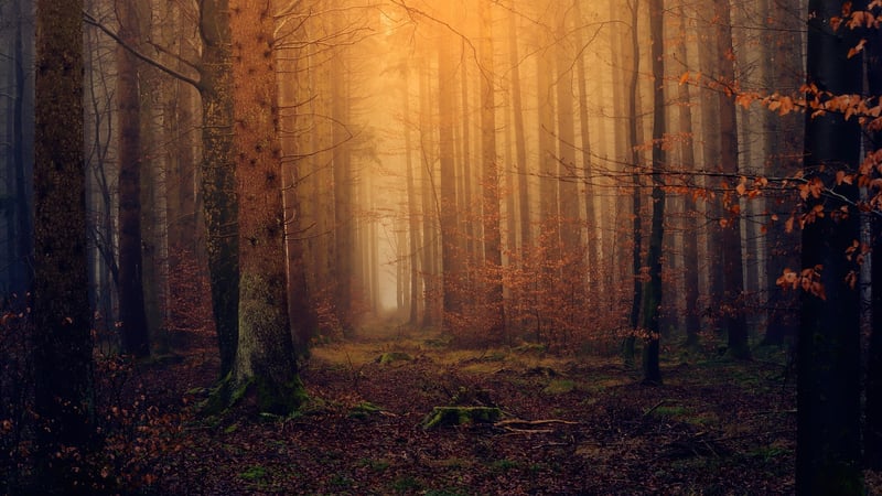 Magical Landscape